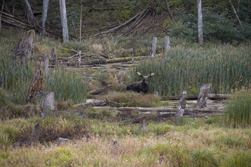 Elch in der Natur der Masurischen Seenplatte