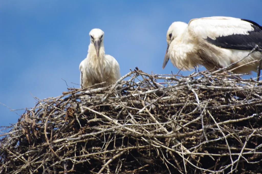 Storchenpaar auf dem Nest in Masuren – Ein Symbol für unberührte Natur und individuelle Reisen in Polen mit deutschsprachiger Begleitung.