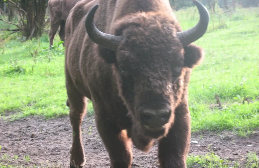 Naturreisen Polen: Ein majestätischer Wisent im Urwald von Białowieża – entdecken Sie die wilde Natur Polens auf unseren individuellen Rundreisen.